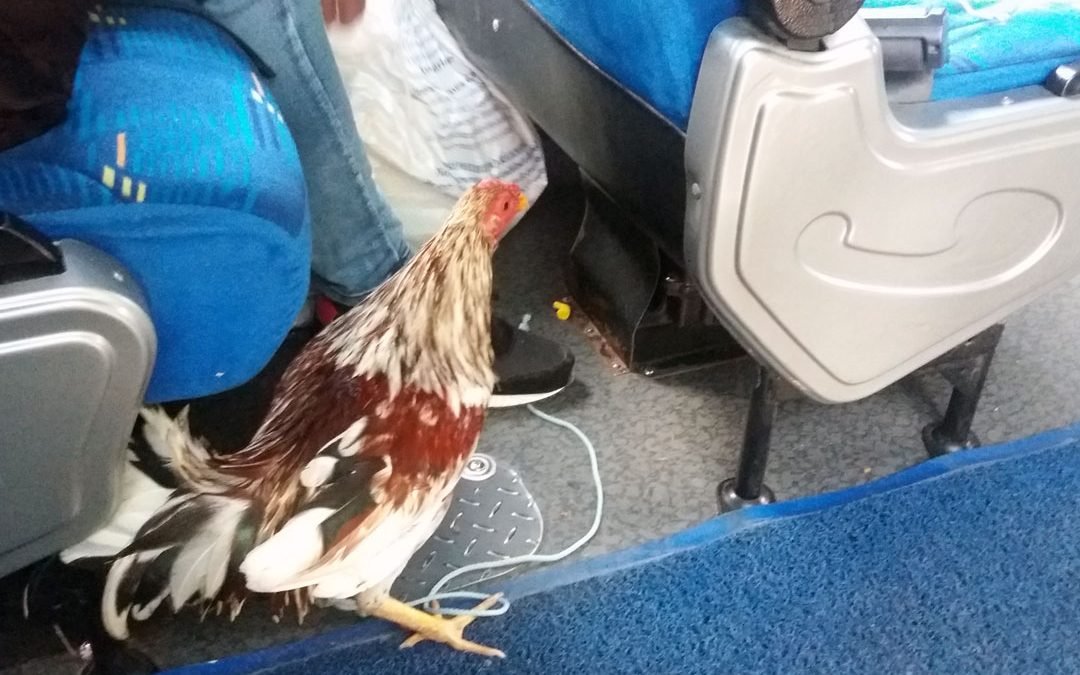 Colombian Chicken Bus Modern Style