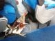 Colombian Chicken Bus Modern Style