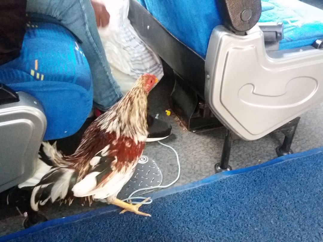 Colombian Chicken Bus Modern Style