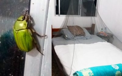 Why a Mosquito Net is a MUST Have for Travel