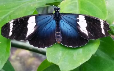 Butterfly Haven, El Valle de Antón, Panama