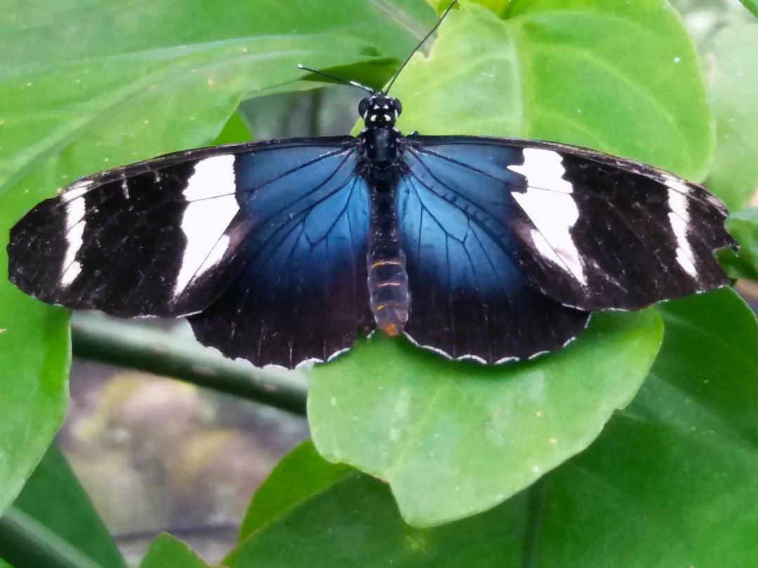 Butterfly Haven, El Valle de Antón, Panama