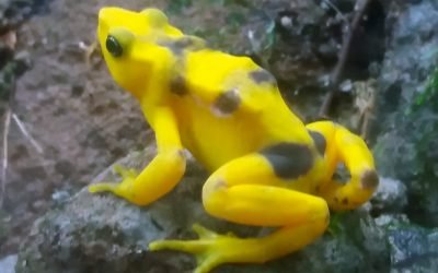 Famous Golden Frog, El Valle de Antón, Panama