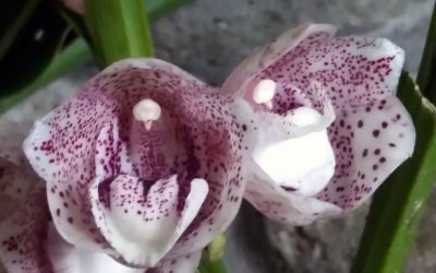 Orchid Center, El Valle de Antón, Panama